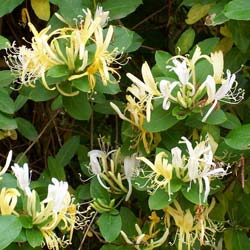 Chèvrefeuille grimpant 'Hall's prolific' / Lonicera japonica Hall's prolific